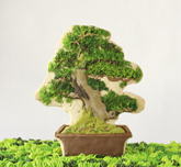 平井理紗 「garden-bonsai」（部分）
HIRAI Risa "garden-bonsai" (detail)